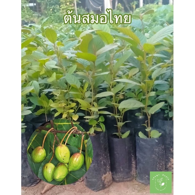 ( พร้อมส่ง ) ต้นกล้าสมอไทย 3 ต้น99 บาทราชาสมุนไพร ช่วยกำจัดพิษออกจากร่างกายและโรคต่าง ๆ
