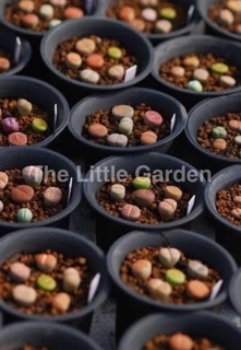 ⚡️สินค้าขายดี⚡️เมล็ดพันธ์ุไม้อวบน้ำ”ไลทอป(หินมีชีวิต)”💗Lithop 30เมล็ด🌸