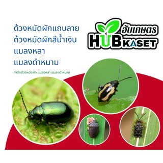 แซดอาเซ็ต 285เอ็ม 1ลิตร (อะซีทามิพริด) ป้องกันกำจัดหนอนใยผัก เพลี้ยไฟ หนอนชอนใบ เพลี้ยอ่อน แมลงหวี่ขาว