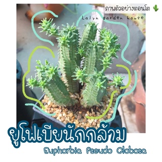 💪🏻🌵 ยูโฟเบียนักกล้าม Euphorbia Pseudo Globosa แคคตัส กระบองเพชร 🌵