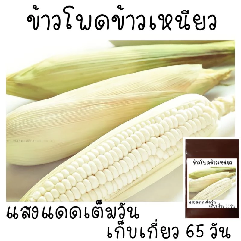30 เมล็ด ข้าวโพดข้าวเหนียว