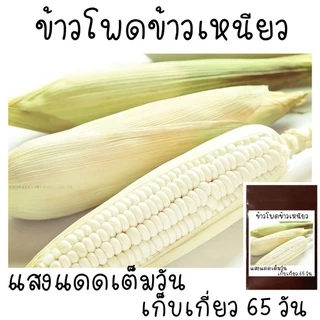 30 เมล็ด ข้าวโพดข้าวเหนียว