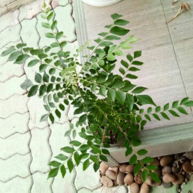 Curry leaf plant/Curry leaves tree ต้นcurry leave ต้นหมุย ใบกะหรี่