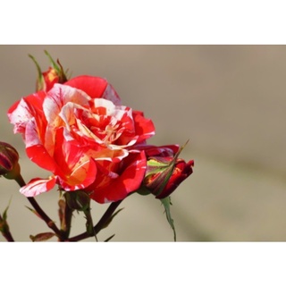 30 เมล็ด เมล็ดพันธุ์ กุหลาบ Dragon Rose Seeds สี แดง-ชมพู ดอกใหญ่ นำเข้าจากต่างประเทศ พร้อมคู่มือ เมล็ดสด ใหม่