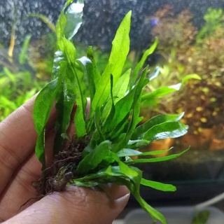 Java Fern ภูมิทัศน์น้ํา ขนาดเล็ก