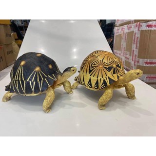 Radiated tortoise โมเดลเรซิ่น เต่าราเดียตา ขนาดใหญ่