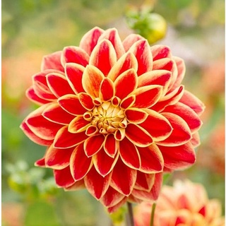 1 หัว/ออเดอร์ รักเร่ Dahlia สายพันธุ์ Caballero Dahlia หัวรักเร่