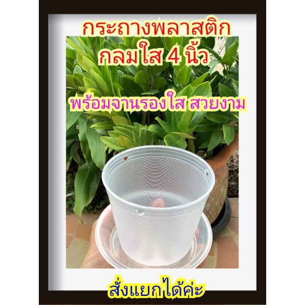 กระถางพลาสติกใสขนาด 4 นิ้ว พร้อมจานรอง 4 นิ้ว ราคาพิเศษ