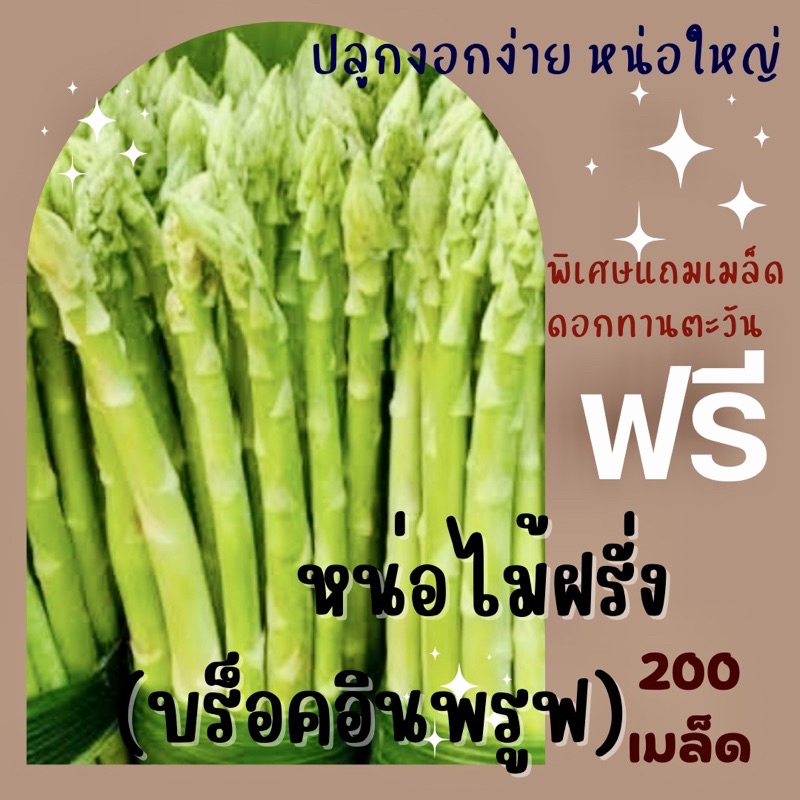 เมล็ดพันธ์ุ หน่อไม้ฝรั่งพันธุ์บร็อคอินพรูฟ 200เมล็ด Asparagus Brock's Improved หน่อไม้ฝรั่ง✅🪴หน่