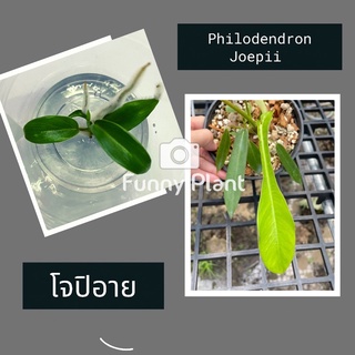 💥โปรปัง💥โจปิอาย  กระปุก 5ต้น ไม้เนื้อเยื่อ(Philodendron Joepi)i