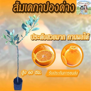 ส้มเดกาปองด่าง ทานผลได้ประดับก็สวย ต้นสูง60ซม+ ใบด่างผลไม่ด่าง