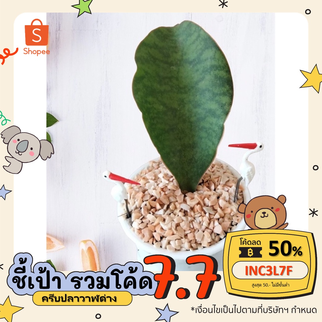 [ ลดเพิ่ม 50% โค้ด INC3L7F ] ครีบปลาวาฬแคระส่งพร้อมกระถางแถมตัวปัก2ตัว พร้อมหินโรยตกแต่ง