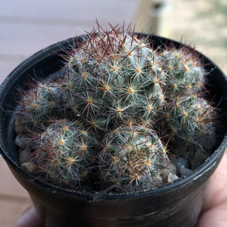 Mammillaria Prolifera แมมเม็ดพริก