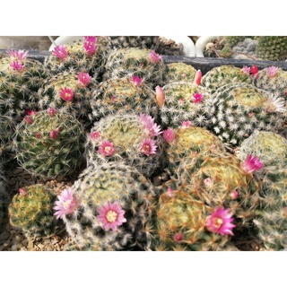 เมล็ดกระบองเพชร Mammillaria Schiedeana แมมขนนกเหลือง 80+ เมล็ด