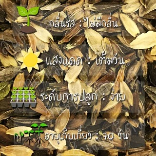 เมล็ดพันธุ์ ดอกบานชื่นเปปเปอร์มินท์สติ๊กคละสี 40 เมล็ด Mixed Peppermint Stick Zinnia เมล็ดพันธุ์แท้ นำเข้าจากต่างประเทศ