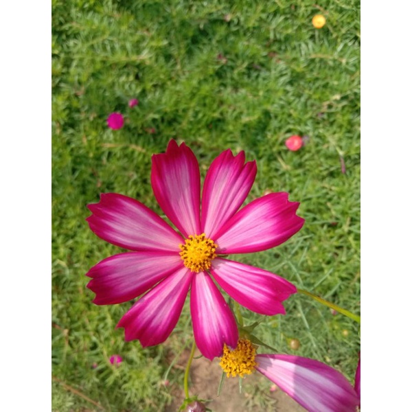 เมล็ดพันธุ์ ดาวกระจาย ดอกดาวกระจาย คอสมอส 50-200 เมล็ด (คละสี) - รูปที่ 6