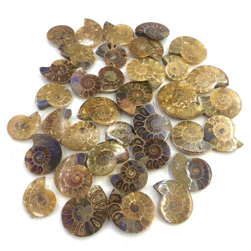 Natural Flashy Ammonite Fossil / Top High Quality / Ammonite benefits the root chakra, and stimulate