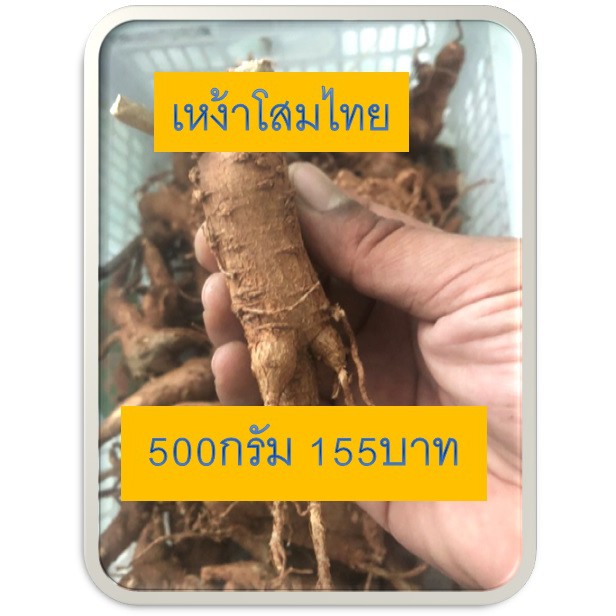 เหง้าโสมไทย500กรัม(โสมคน:ภาคกลาง)(ว่านผักปัง:เชียงใหม่)(โทวหนิ่งเซียม:จีน)(ถู่เหยินเซิน:จีนกลาง) ราคา ถูกที่สุด ดีลบีเคเค แกลเลอรีภาพที่ 2