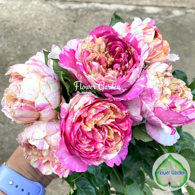 F544 กุหลาบ จูลี่ แอนดรูว์  กลิ่นหอมมาก หนามน้อย กุหลาบพุ่มกึ่งเลื้อย