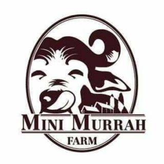 ราคามินิมูร่าห์ฟาร์ม Mini Murrah Farm ใครใช้ด่วนทักมา