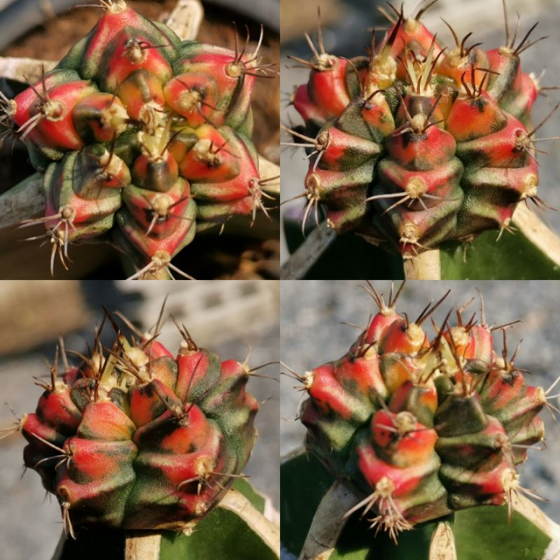 ยิมโนด่าง T3115 Gymnocalycium​ Cactus #1 แคคตัส กระบองเพชร ไม้อวบน้ำ ไม้กราฟ ราคาถูก​ ยิมโน ไม้ด่าง GYMNO ด่าง