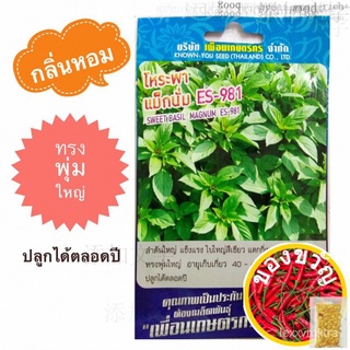 เมล็ดโหระพา (SWEET BASIL SEEDS) 700 เมล็ด กลิ่นหอม ลำต้นใหญ่ แข็งแรง ทรงพุ่มใหญ่ แตกกิ่งแขนงดี ปลูกได้ตลอดปี生菜/玫瑰/花园//เม