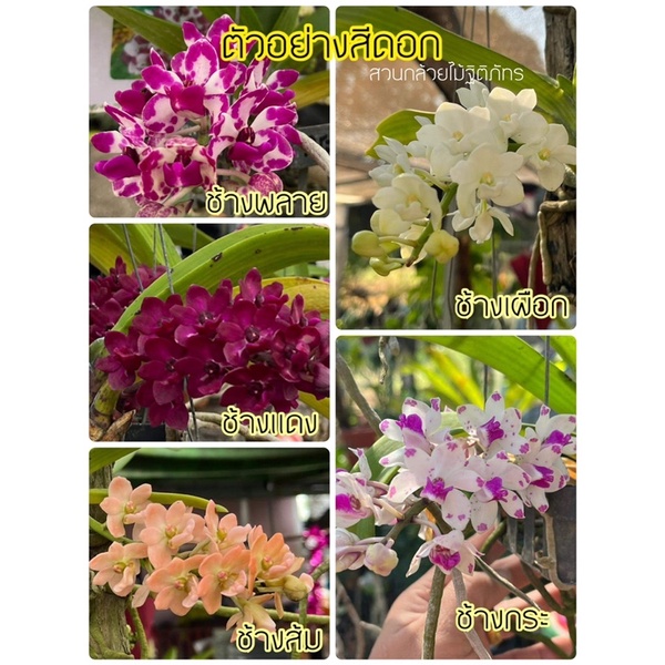 กล้วยไม้ช้าง Rhyncostylis gigantea ฤดูดอกพฤษจิกายน-มกราคม