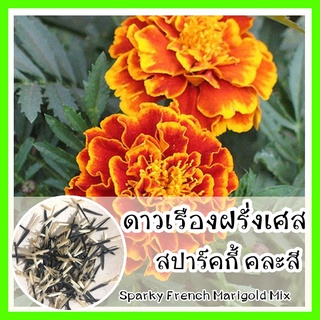 พร้อมส่ง ❗ รหัส  138 เมล็ดพันธุ์แท้ OP แท้   ดาวเรืองฝรั่งเศส สปาร์คกี้ คละสี - Sparky French Marigold Mix ดอกดาวเรือง