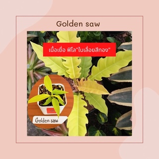 ฟิโลเดนดรอน ใบเลื่อยทอง  Philodendron“Golden saw” ไม้เนื้อเยื่อ อนุบาลแล้ว - ไม้สะสม ไม้มาแรง