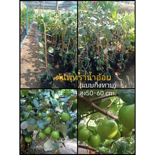 💥ต้นพุทราน้ำอ้อย เบอร์ 12 (พันธุ์แท้💯%) แบบกิ่งทาบ 50-60 cm.💥