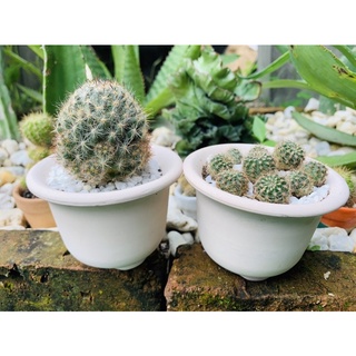 กระถางดินเผา กระถางแคคตัส 3.2 นิ้ว ทรงปากแตร ทรงเตี้ย เนื้อล…