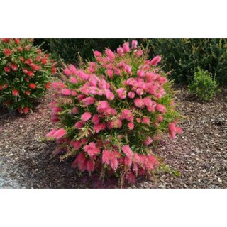 Callistemon citrinus Perth Pink