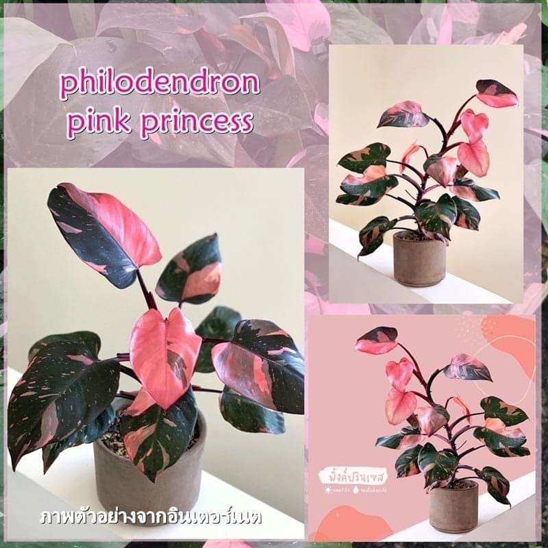 พิ้งค์ปริ้นเซส  philodendron pink princess ต้นใหญ่ราคาถูก ไม้ด่างชมพู ไม้ฟอกอากาศ ไม้ปลูกในบ้าน