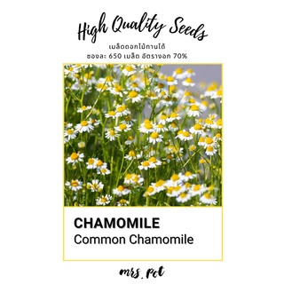 เมล็ดดอกไม้กินได้ Common Chamomile บรรจุ 650 เมล็ด