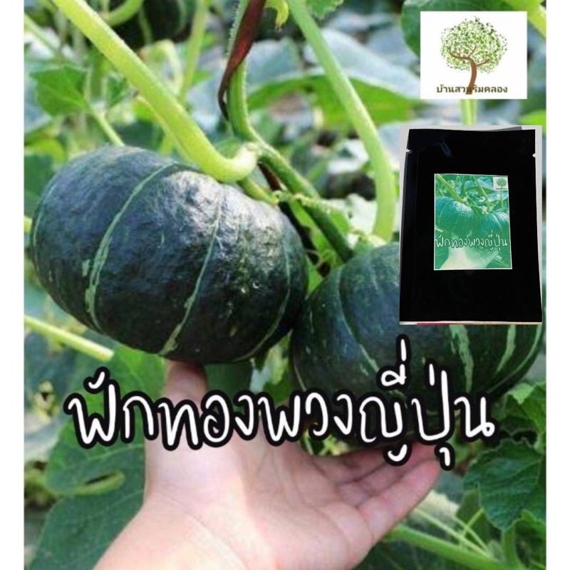 เมล็ดพันธุ์ ฟักทองญี่ปุ่น ฟักทองพวงญี่ปุ่น สีเขียว 5 เมล็ด