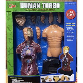 โมเดลร่างกาย Human Torso โมเดลส่วนประกอบร่างกาย