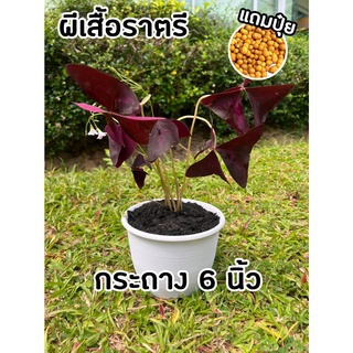 ผีเสื้อราตรี ใบสีม่วงสวย กระถาง 6 นิ้ว (แถมปุ๋ยฟรี!) Oxalis triangularis ต้นไม้หายาก ปลูกประดับเพื่อความสวยงาม ปลูกง่าย