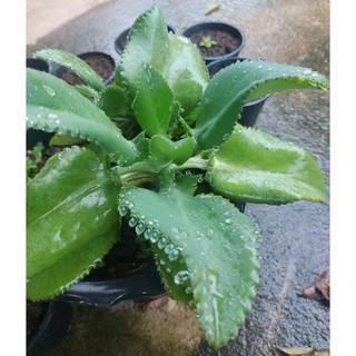 ไม้มงคล เศรษฐีพันล้านพร้อมปลูก  (Mother of Thousands ) เพื่อความเป็นสิริมง