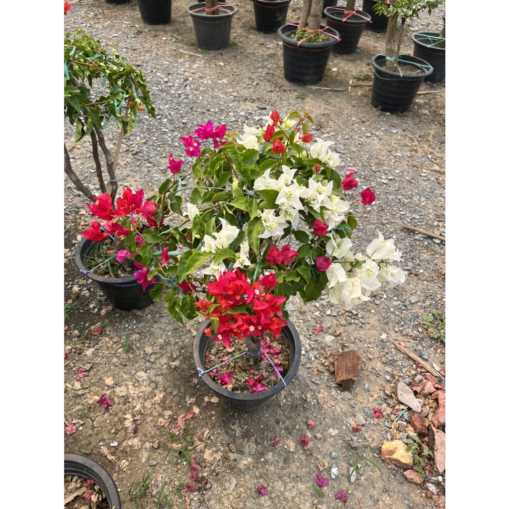 มุมมอง 3