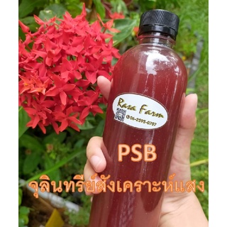 PSB จุลินทรีย์สังเคราะห์แสง ขนาด 500 มิลลิลิตร