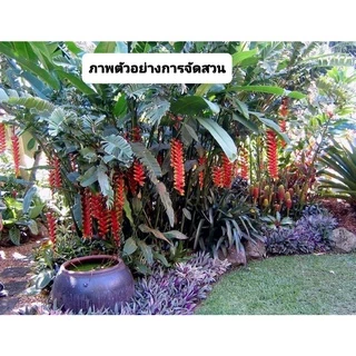 รอลิเลียน่า คาวายูชิ รอสตาต้า ปักษาสวรรค์ เบิร์ดออฟพาราไดซ์ บันไดสวรรค์ เฮริโคเนีย เฮลิโคเนีย ไม้ทำรั้ว จัดสวนทรอปิคอล
