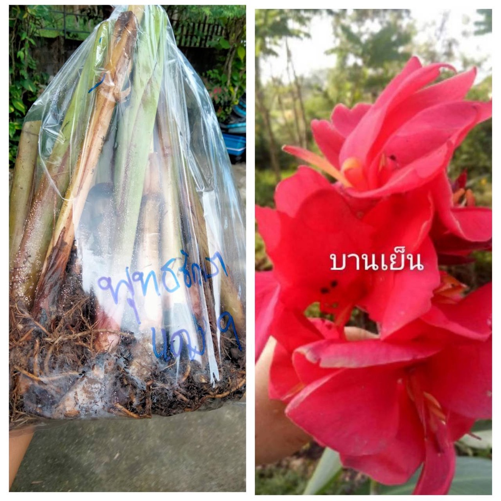 พุทธรักษาชมพูบานเย็น 1หน่อ(หน่อสดและชำ)ไม้มงคล หน่อ เหง้า ต้นพุทธรักษา
