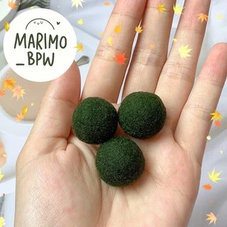 [แท้ 💯%]💚มาริโมะ สายพันธุ์ญี่ปุ่น ขนาด 1.6-2.5 cm💚