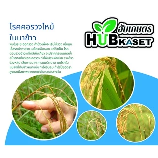 บีม75 100กรัม (ไตรไซคลาโซล) ป้องกันโรคไหม้ในนาข้าว