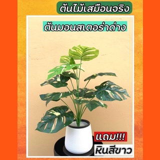 ต้นมอนสเตอร่าด่าง ไทคอน สูง 40 cm จำนวน 12 ก้าน พร้อมส่ง ฟรีหินขาวทุกรายการ