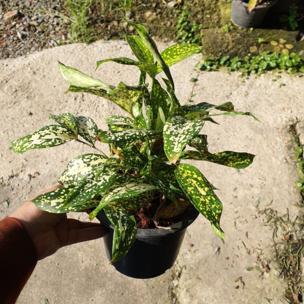 ไผ่ฟิลิปปินส์ กระถาง 6 นิ้ว – Philippine Bamboo