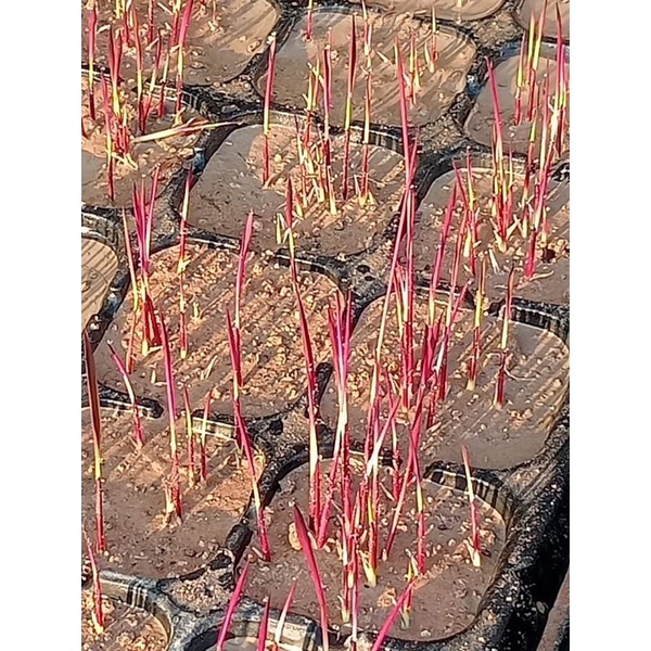 เมล็ดพันธุ์ข้าวสีชมพูแท้100%ชุดละ10 กรัม350-500เมล็ด 119บาทรับ ค่ะ - รูปที่ 2