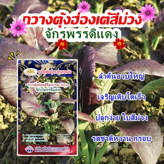 เมล็ดกวางตุ้งฮ่องเต้สีม่วง จักรพรรดิแดง Pak Choy  เมล็ดกวางตุ้งฮ่องเต้ เมล็ดพันธุ์ผัก ตราภูเขาทอง