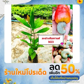 ต้นมะม่วงหิมพานต์ พันธุ์M23 พันธุ์เมล็ดใหญ่ ปลูกง่าย ต้นกล้า…