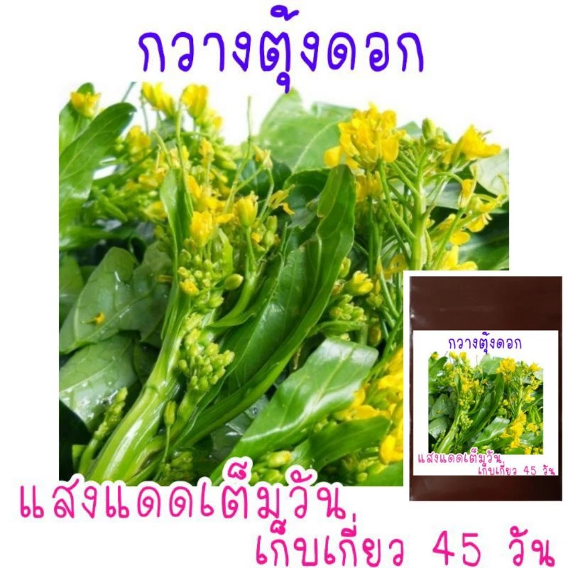 เมล็ด​พันธุ์​ กวางตุ้งดอก​ 500เมล็ด